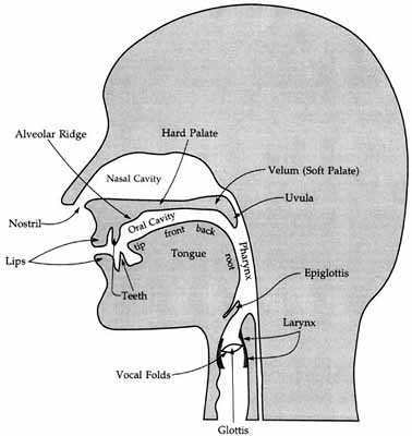 A diagram of the vocal tract