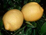 Image: Lemons